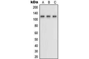 Western blot analysis of Neuropilin 1 expression in HUVEC (A), MDAMB231 (B), COS7 (C) whole cell lysates. (Neuropilin 1 antibody  (Center))