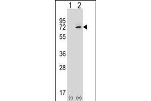 Western Blotting (WB) image for anti-X-Ray Repair Complementing Defective Repair in Chinese Hamster Cells 6 (XRCC6) (AA 521-548), (C-Term) antibody (ABIN651280)
