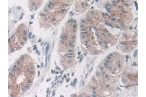 Immunohistochemistry (IHC) image for anti-Nidogen 2 (NID2) (AA 31-289) antibody (ABIN7436024)