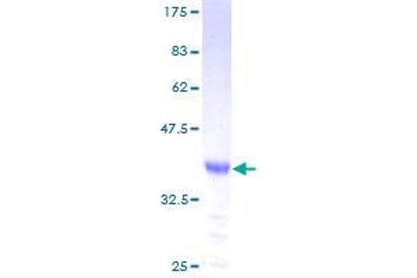 Tachykinin 3 Protein (TAC3) (AA 17-121) (GST tag)