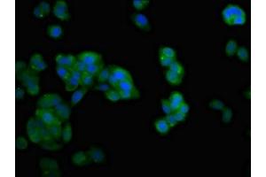 Immunofluorescent analysis of HepG2 cells using ABIN7165855 at dilution of 1:100 and Alexa Fluor 488-congugated AffiniPure Goat Anti-Rabbit IgG(H+L)