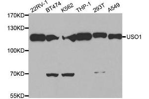 Western blot analysis of extracts of various cell lines, using USO1 antibody.