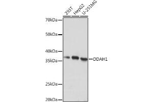 Western blot analysis of extracts of various cell lines, using DD Rabbit mAb (ABIN7266778) at 1:1000 dilution. (DDAH1 antibody)