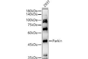 Western Blotting (WB) image for anti-Parkinson Protein 2, E3 Ubiquitin Protein Ligase (Parkin) (PARK2) (AA 1-300) antibody (ABIN3021179)