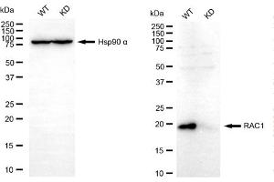 Western blotting analysis using RAC1 antibody (ABIN7800112). (RAC1 antibody)