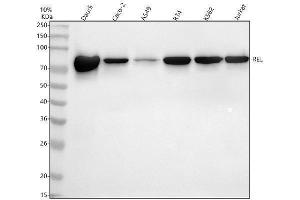 Western blot analysis of c-Rel/REL using anti-c-Rel/REL antibody (ABIN7603255).