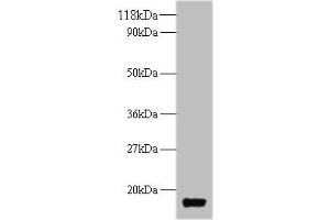 Western blot All lanes: trxA antibody at 2 μg/mL + DH5α whole cell lysate Secondary Goat polyclonal to rabbit IgG at 1/10000 dilution Predicted band size: 12 kDa Observed band size: 12 kDa (TrxA (AA 2-109) antibody)