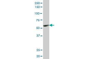 KLF10/TIEG1 antibody  (AA 111-210)