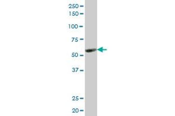 KLF10/TIEG1 antibody  (AA 111-210)