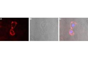 Expression of Glutamate receptor δ2 in rat PC12 cells - Cell surface detection of GluD2 in live intact rat PC12 pheochromocytoma cells. (GRID2 antibody  (Extracellular))