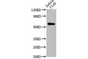 Western Blot Positive WB detected in: Zebrafish tissue All lanes: src antibody at 2 μg/mL Secondary Goat polyclonal to rabbit IgG at 1/50000 dilution Predicted band size: 61 kDa Observed band size: 61 kDa (Src antibody  (AA 2-146))