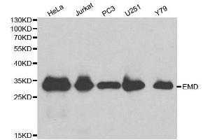 Western blot analysis of extracts of various cell lines, using EMD antibody. (Emerin antibody  (AA 1-220))