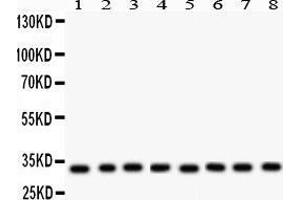 Anti- SMN1/2 Picoband antibody, Western blotting All lanes: Anti SMN1/2 at 0. (SMN1 / SMN2 (AA 22-52), (N-Term) antibody)