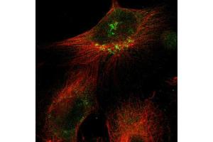 Immunofluorescent staining of U251 cells using SIK2 polyclonal antibody  shows positivity in the Golgi apparatus (green). (SIK2 antibody  (AA 325-457))