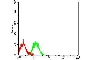 Flow cytometric analysis of Jurkat cells using TNFRSF18 mouse mAb (green) and negative control (red). (TNFRSF18 antibody  (AA 26-162))