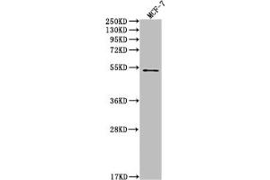 Western Blot Positive WB detected in: MCF-7 whole cell lysate All lanes: PD1 antibody at 1:2000 Secondary Goat polyclonal to rabbit IgG at 1/50000 dilution Predicted band size: 32 KDa Observed band size: 32 kDa (Recombinant PD-1 antibody)