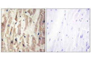 Immunohistochemistry (IHC) image for anti-Laminin, alpha 4 (LAMa4) (Internal Region) antibody (ABIN1850448) (LAMa4 antibody  (Internal Region))
