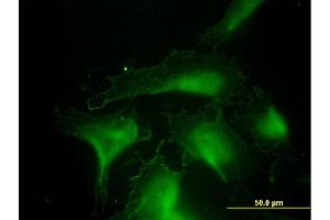 Immunofluorescence of monoclonal antibody to DNAJA4 on HeLa cell. (DNAJA4 antibody  (AA 1-397))