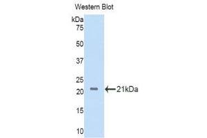 Western Blotting (WB) image for anti-Interleukin 11 Receptor, alpha (IL11RA) (AA 59-217) antibody (ABIN1859333) (IL11RA antibody  (AA 59-217))