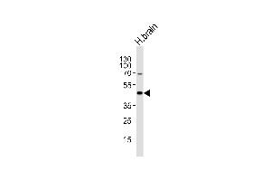 Western blot analysis of lysate from human brain tissue lysate, using HTR1A Antibody (Center) (ABIN6242991 and ABIN6577398). (Serotonin Receptor 1A antibody  (AA 239-273))