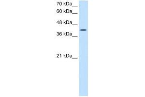 ACTR2 antibody - N-terminal region  validated by WB using Jurkat cell lysate at 2.