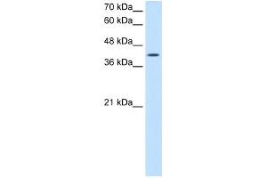 ACTR2 antibody - N-terminal region  validated by WB using Jurkat cell lysate at 2. (ACTR2 antibody  (N-Term))