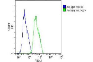 Overlay histogram showing MCF-7 cells stained with Antibody (green line). (WNT4 antibody  (AA 211-239))