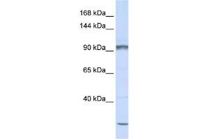 WB Suggested Anti-PCDHAC2 Antibody Titration:  0. (PCDHAC2 antibody  (N-Term))