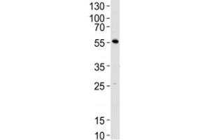 Western blot analysis of mouse thymus tissue lysate using Lck antibody at 1:1000. (LCK antibody  (AA 20-47))