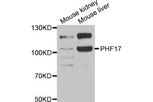 Western blot analysis of extracts of various cell lines, using JADE1 antibody (ABIN5973751) at 1/1000 dilution.