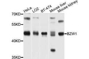 Western blot analysis of extracts of various cell lines, using BZW1 antibody (ABIN1875479) at 1:1000 dilution. (BZW1 antibody)