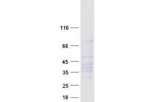 Validation with Western Blot (CXCR2 Protein (Myc-DYKDDDDK Tag))