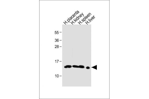 Hemoglobin, epsilon 1 (HBe1) (AA 55-83) antibody