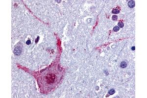 Anti-CHRM3 / M3 antibody IHC of human brain, cortex. (CHRM3 antibody  (Cytoplasmic Domain))