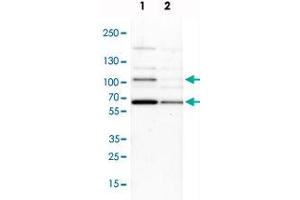 Western blot analysis of Lane 1: NIH-3T3 cell lysate (Mouse embryonic fibroblast cells), Lane 2: NBT-II cell lysate (Rat Wistar bladder tumour cells) with ILF3 polyclonal antibody  at 1:100-1:500 dilution. (Interleukin enhancer-binding factor 3 (ILF3) antibody)