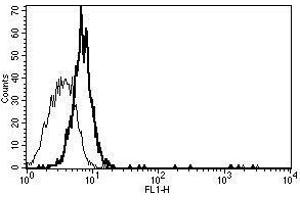 A typical staining pattern with the B-P8 monoclonal antibody of Eahy 926 cell line (CD130/gp130 antibody)