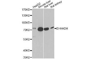 Western blot analysis of extracts of various cell lines, using EHHADH antibody. (EHHADH antibody  (AA 444-723))