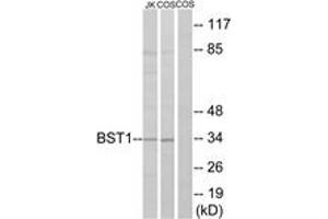 Western blot analysis of extracts from COS7/Jurkat cells, using BST1 Antibody. (BST1 antibody  (AA 71-120))