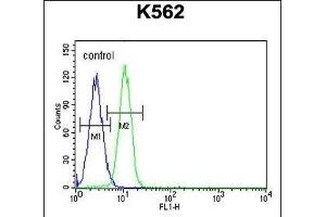 G6PC Antibody (Center) (ABIN651417 and ABIN2840227) flow cytometric analysis of K562 cells (right histogram) compared to a negative control cell (left histogram). (G6PC antibody  (AA 123-149))