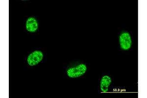 Immunofluorescence of purified MaxPab antibody to SEPT12 on HeLa cell. (Septin 12 antibody  (AA 1-358))