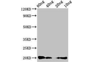 Western Blot Positive WB detected in Recombinant protein All lanes: CALCA antibody at 3 μg/mL Secondary Goat polyclonal to rabbit IgG at 1/50000 dilution Predicted band size: 20 kDa Observed band size: 20 kDa (CGRP antibody  (AA 85-116))