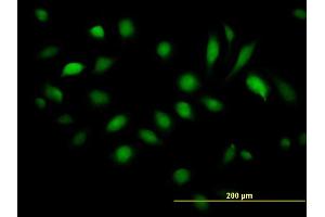 Immunofluorescence of purified MaxPab antibody to BAG5 on HeLa cell. (BAG5 antibody  (AA 1-447))