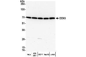 Western Blotting (WB) image for anti-DEAD (Asp-Glu-Ala-Asp) Box Polypeptide 3, X-Linked (DDX3X) (AA 1-50) antibody (ABIN7454637)