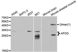 Western Blotting (WB) image for anti-Apolipoprotein D (APOD) antibody (ABIN1876485) (Apolipoprotein D antibody)