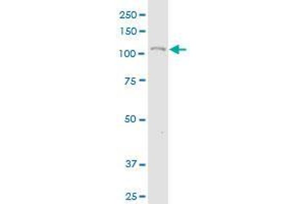 COL19A1 antibody  (AA 27-114)