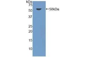 Detection of Recombinant DARC, Mouse using Polyclonal Antibody to Duffy Blood Group Chemokine Receptor (DARC) (DARC antibody  (AA 71-330))