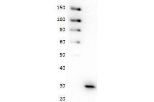 Western Blot of Anti-GFP HRP Conjugated Antibody Western Blot of Anti-GFP Monoclonal Antibody Peroxidase Conjugate. (GFP antibody  (HRP))