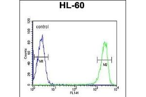 KIR2DS3 Antibody (C-term) (ABIN651950 and ABIN2840472) flow cytometric analysis of HL-60 cells (right histogram) compared to a negative control cell (left histogram). (KIR2DS3 antibody  (C-Term))