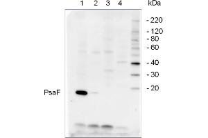 From left to right: Arabidopsis thaliana, Horderum vulgare, Chlamydmononas reinhardtii, Synechococcus sp. (Psaf antibody)