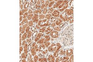 Immunohistochemical analysis of paraffin-embedded Human kidney tissue using A performed on the Leica® BOND RXm. (Sclerostin antibody  (N-Term))